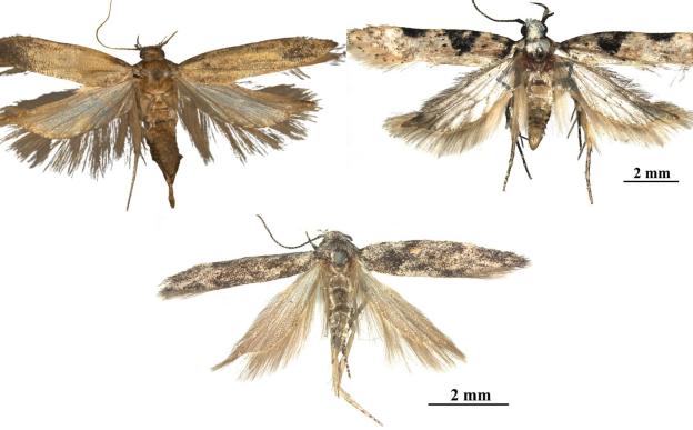 Gelechia adi sp. nov., G. bilobuncusa sp. nov. and Istrianis ladakhensis sp. nov.