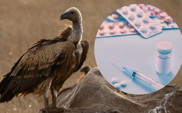 Vulture and drugs