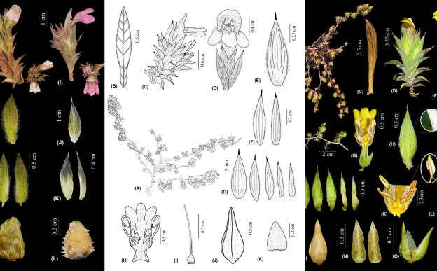 The image of the plant