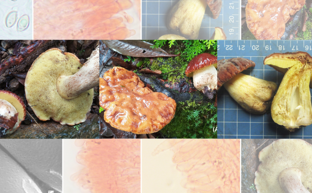 The image of the pitted mushrooms