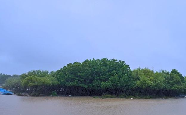 Mangroves