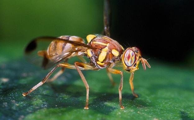 Melon fly (Bactrocera cucurbitae)