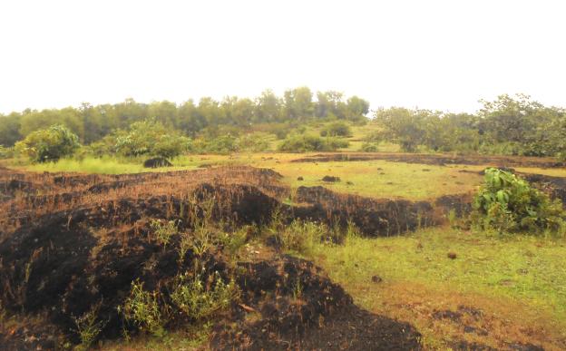 Open Natural Ecosystem