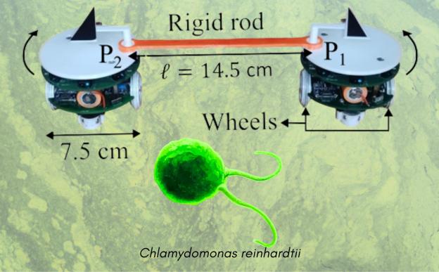 Biomimicking robots and Chlamydomonas