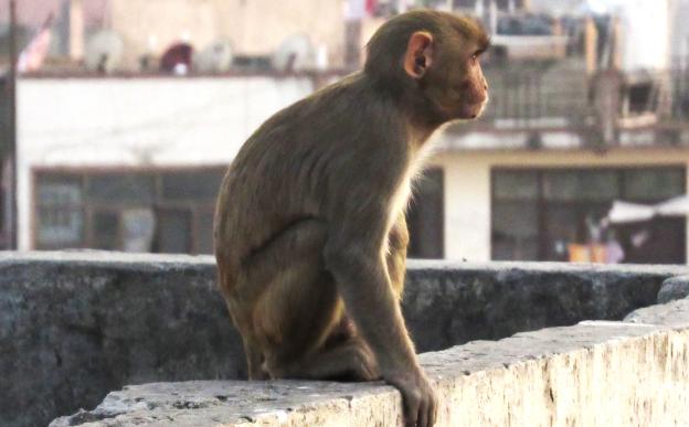 Rhesus macaque