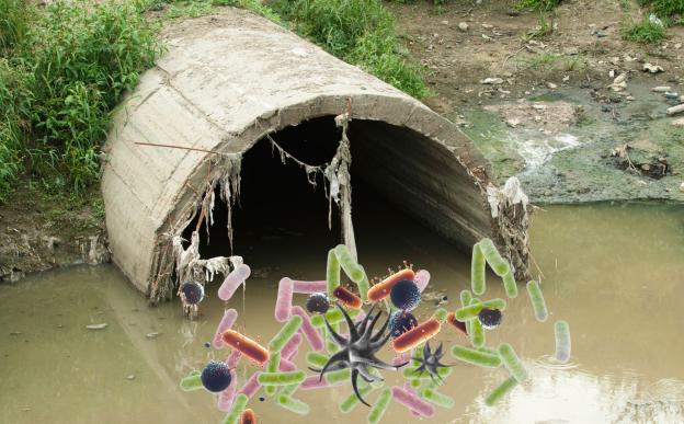 Sewage superbugs