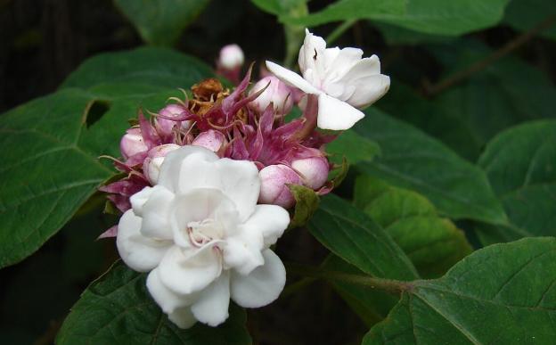 Clerodendrum chinense