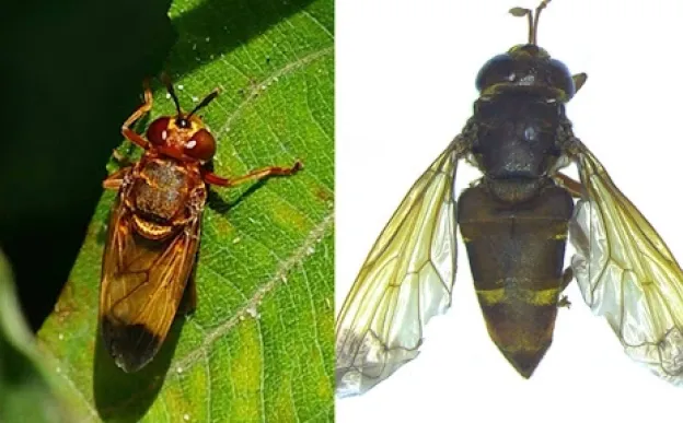 Rare ant-snacking' flies discovered in India after century-long wait