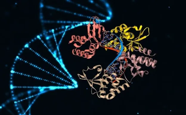 Beyond the Double Helix: How four-stranded DNA ‘knots’ helps proteins fold