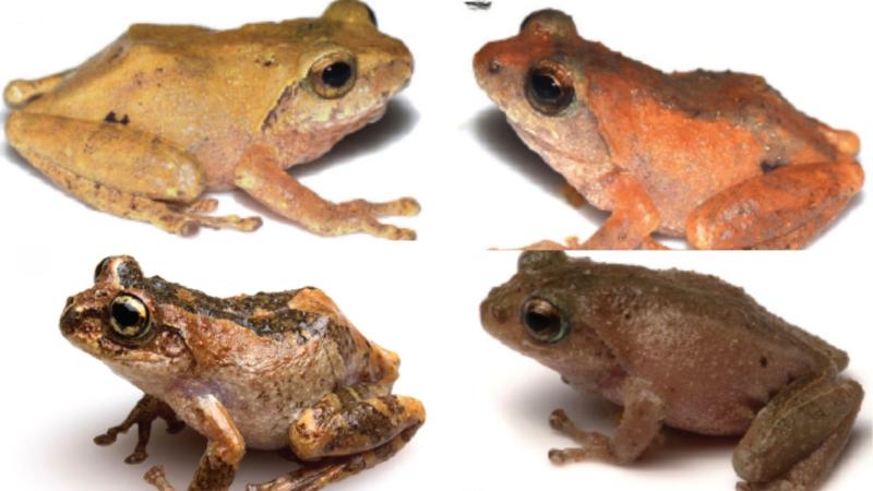 Bush Frogs