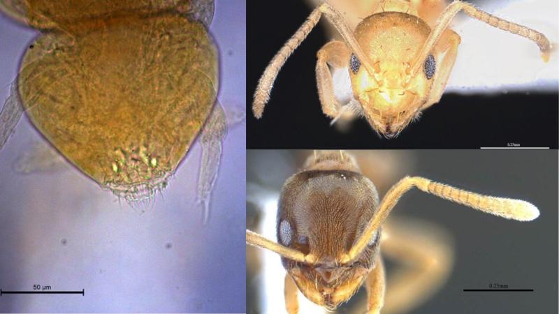 Neelus sikkimensis, Paraparatrechina sohryngkham and Paraparatrechina ali