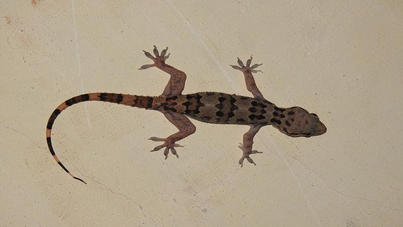 Hello, Gecko! Where do you come from?