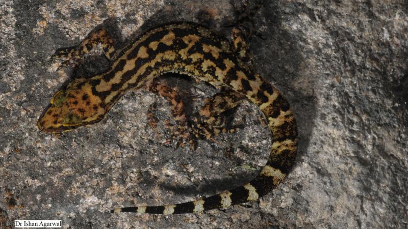 Credit: Dr Ishan Agarwal