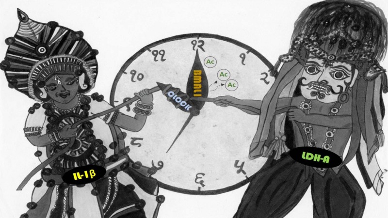 క్యాన్సర్ కణాలలో జీవ గడియార అణువుల పాత్ర ఏమిటి? 