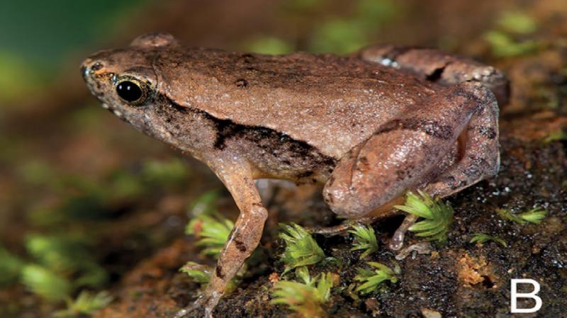 Photo: Microhyla darreli by S. D. Biju