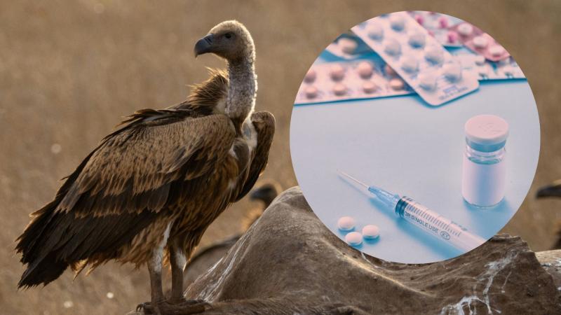 Vulture and drugs