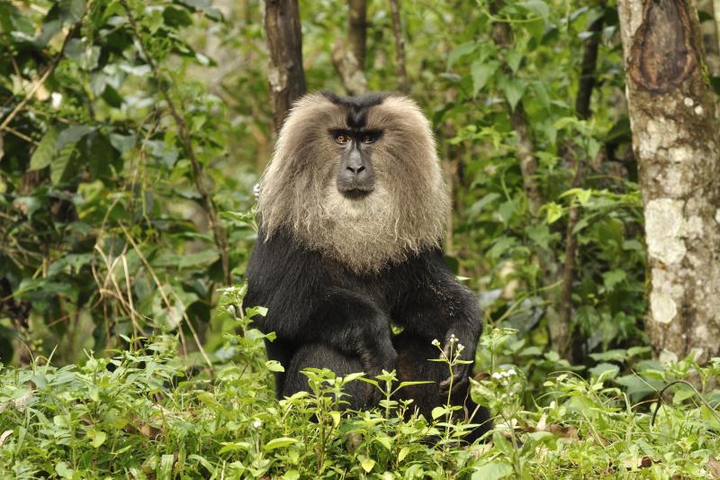 Lion Tailed Macaque