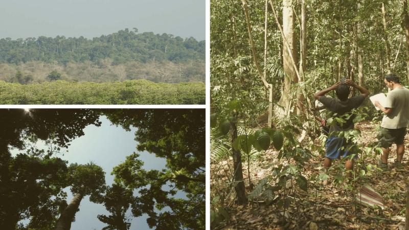 Reduce frequency of forest logging to preserve Andaman’s biodiversity, suggest experts