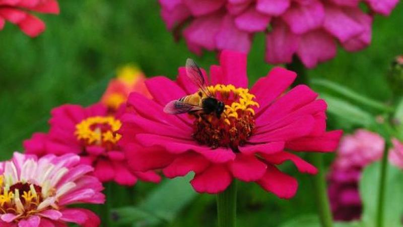 Photo : Purabi Deshpande / Research Matters