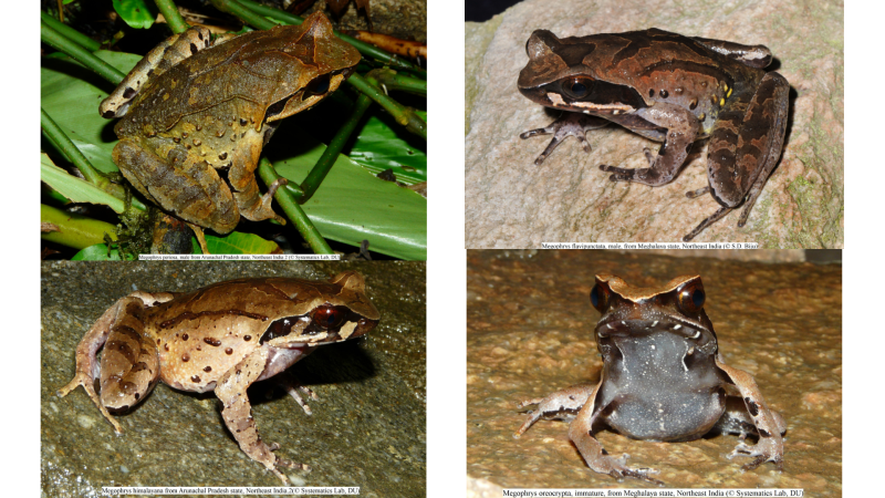 Credits: Top left: Megophrys periosa, Systematics Lab, DU; Top right: Megophrys flavipunctata, S.D. Biju; Bottom left: Megophrys himalayana, Systematics Lab, DU; Bottom right: Megophrys oreocrypta, Systematics Lab, DU