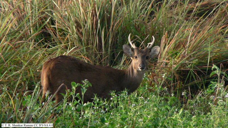 Credit: T. R. Shankar Raman via WikiCommons/ CC-BY-SA-4.0