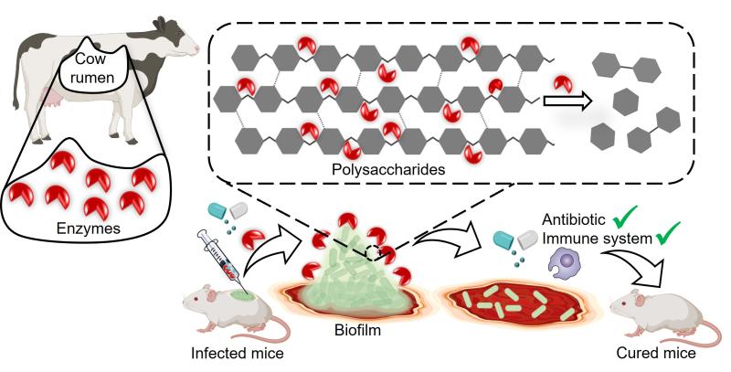 Enzymatic dispersion of K. pneumoniae biofilm ─ enhancing antibiotic and immune system efficacy, leading to curing infection (Image: Reshma Ramakrishnan)