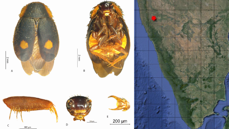 Euthyrrhapha pacifica species