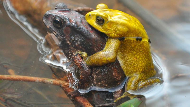 Brown female and yellow male Asian Common Toad (Duttaphrynus melanostictus) in amplexus in their natural habitat in Karnataka