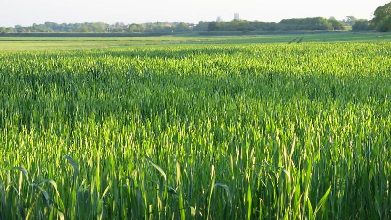 Lush green Wheat Field. Photo: Bayer CropScience UK