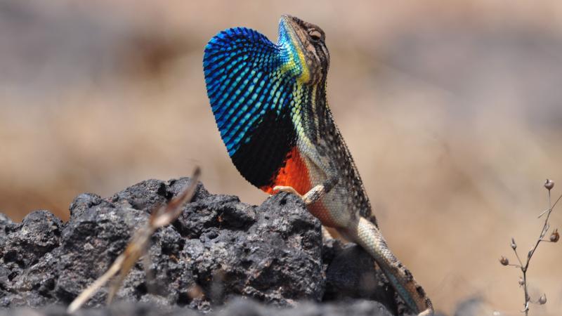 Photos : Dr V. Deepak