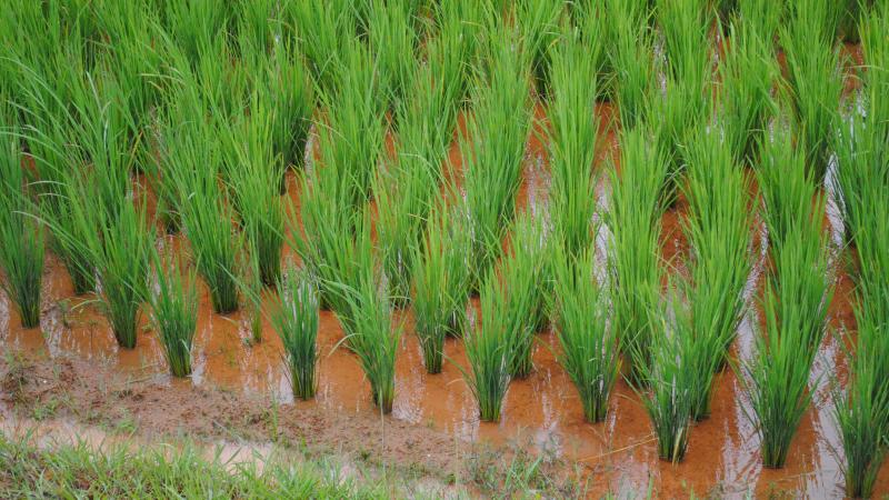 Photo : Purabi Deshpande / Research Matters