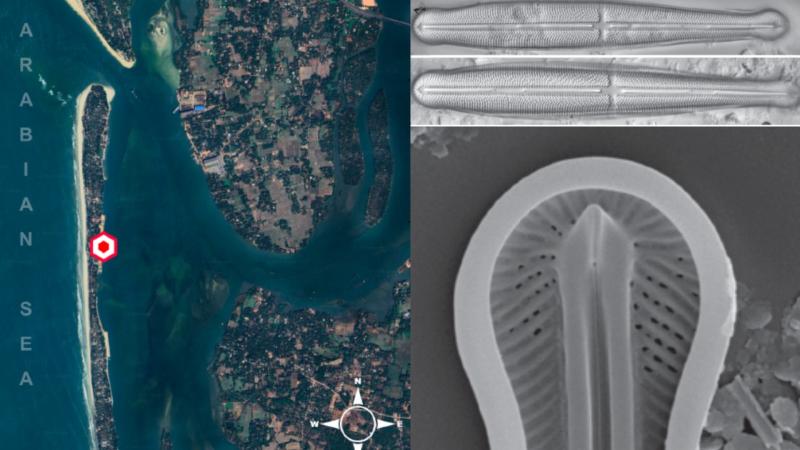 Satellite image of sampling site and microscope images of the diatom, Climaconeis heteropolaris