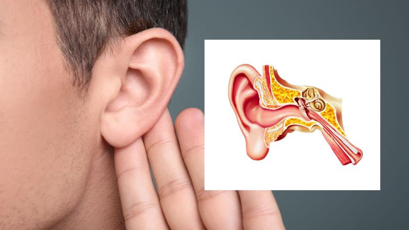 Ear and Inner Ear