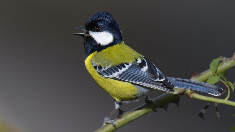 Photo : Aditya Chavan