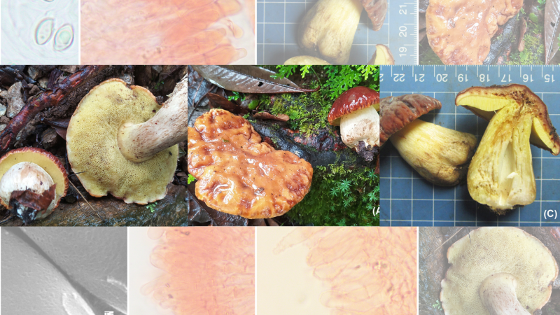 The image of the pitted mushrooms