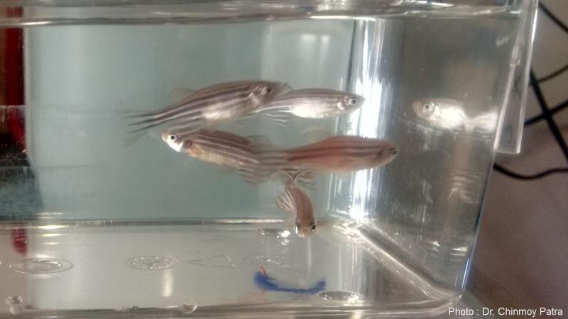 Photo : Dr. Chinmoy Patra