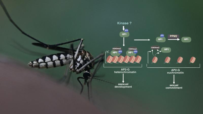 Mosquito and graphical representation of  PfPPM2 functions