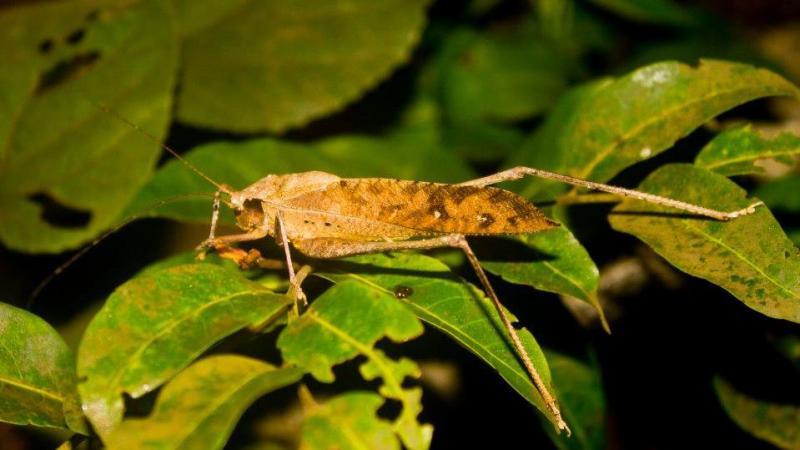 Photo : Dr. Rochishnu Dutta