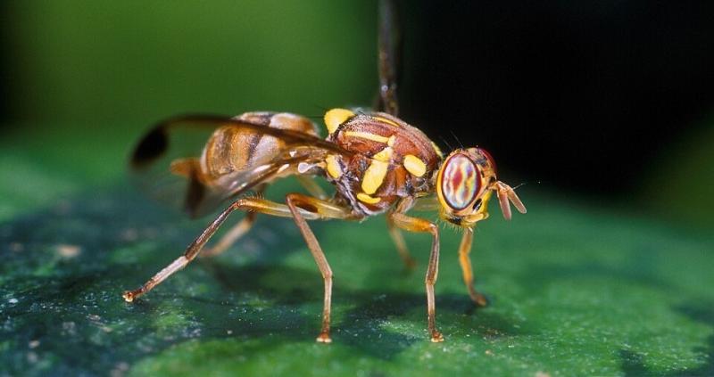 Melon fly (Bactrocera cucurbitae)