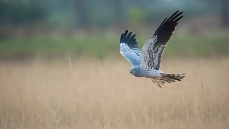 A Montagu's Harrier in a typical grassland habitat. Photo: Vinod M Kumar.
