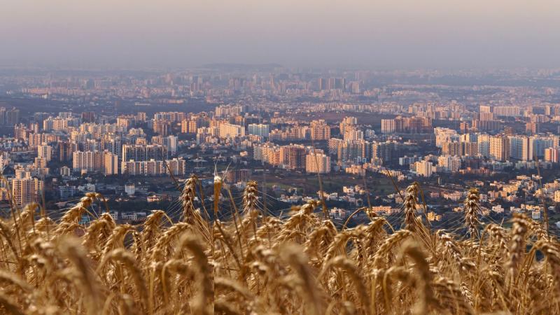 Image of crops and Pune city