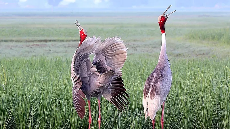 The Secret Language of Sarus Cranes: Using Duets to Identify Sex | Research Matters | Photo: K. S. Gopi Sundar