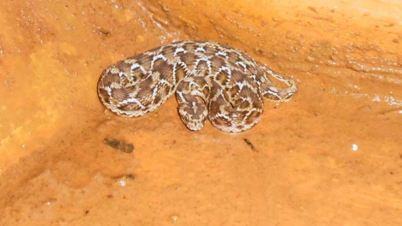 Saw-scaled Viper