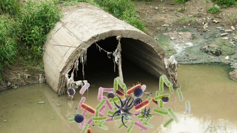 Sewage superbugs