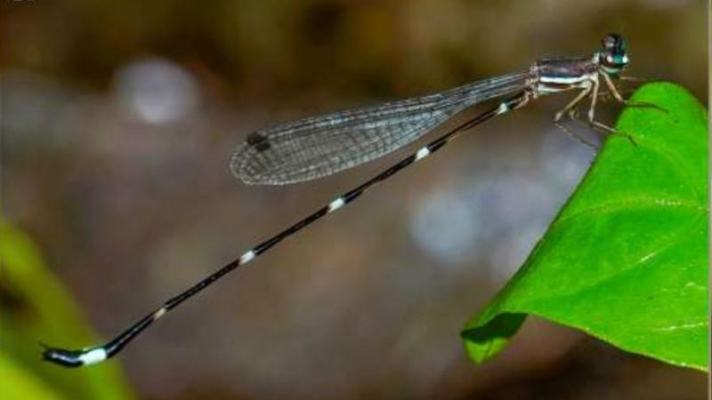 Protosticta sooryaprakashi