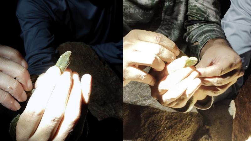 Experts handling a snake