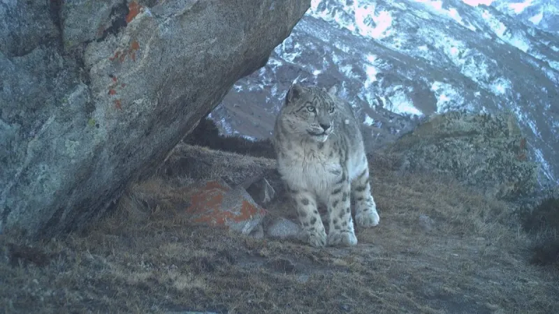Snow leopard at Paddar, Kishtwar. Photo: Shahid Hameed and NCF.
