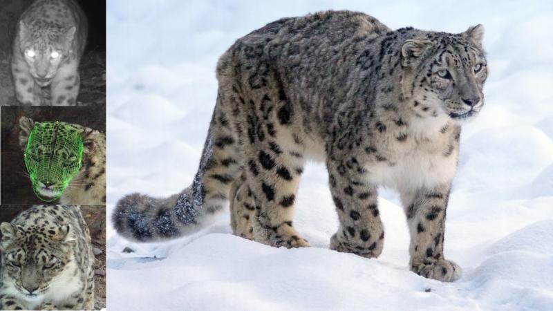 Snow Leopard