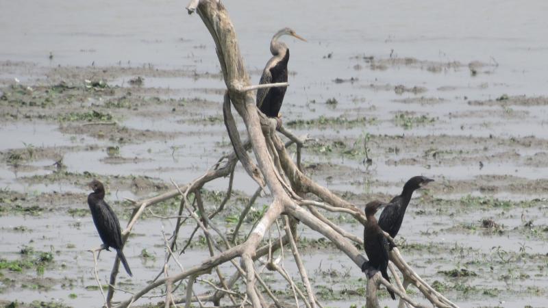 ಭಾರತದ ಹಕ್ಕಿಗಳು ಕಣ್ಮರೆಯಾಗುತ್ತಿವೆ:  ಪಕ್ಷಿ ಪ್ರಭೇದಗಳ ಸ್ಥಿತಿಗತಿಗಳ ವರದಿ