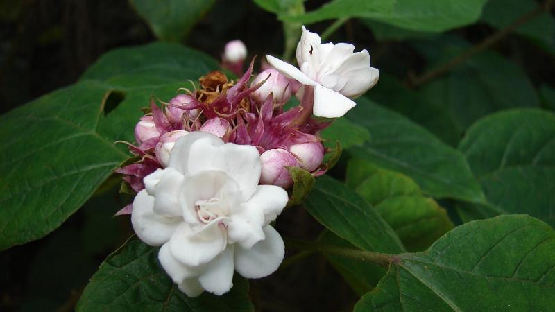 Clerodendrum chinense